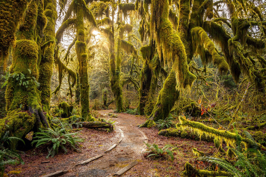 What To Pack For a Trip to Washington’s Hoh Rainforest