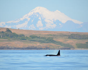 An orca breaches the surface with its dorsal fin near the San Juan islands.