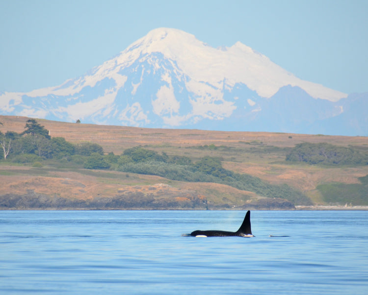 How to See the Famous San Juan Islands Orcas