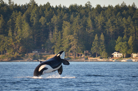 An orca breaches near the San Juan Islands.